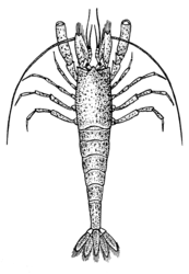 Anatomical diagram of a shrimp