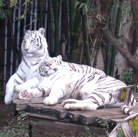 The white tigers at the Audobon Zoo