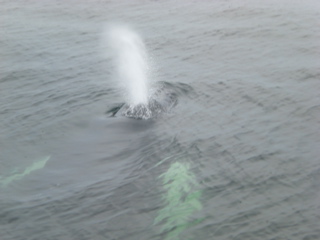 Whale visible through water - blowhole shooting water