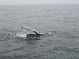 Playful whale calf sticking fin out