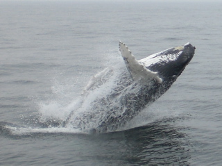 Playful whale calf jumping